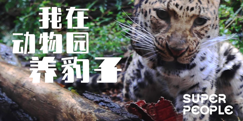 我在动物园养豹子